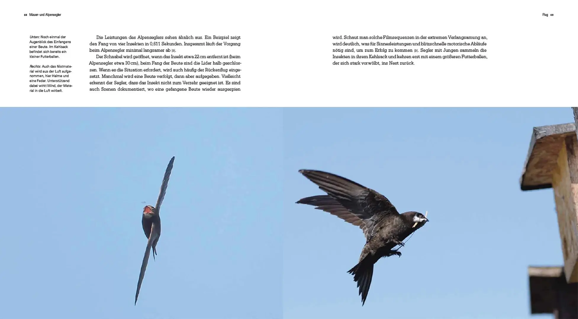 Bild: 9783258084107 | Mauer- und Alpensegler | Flugakrobaten ohne Grenzen | Alfred Engeler