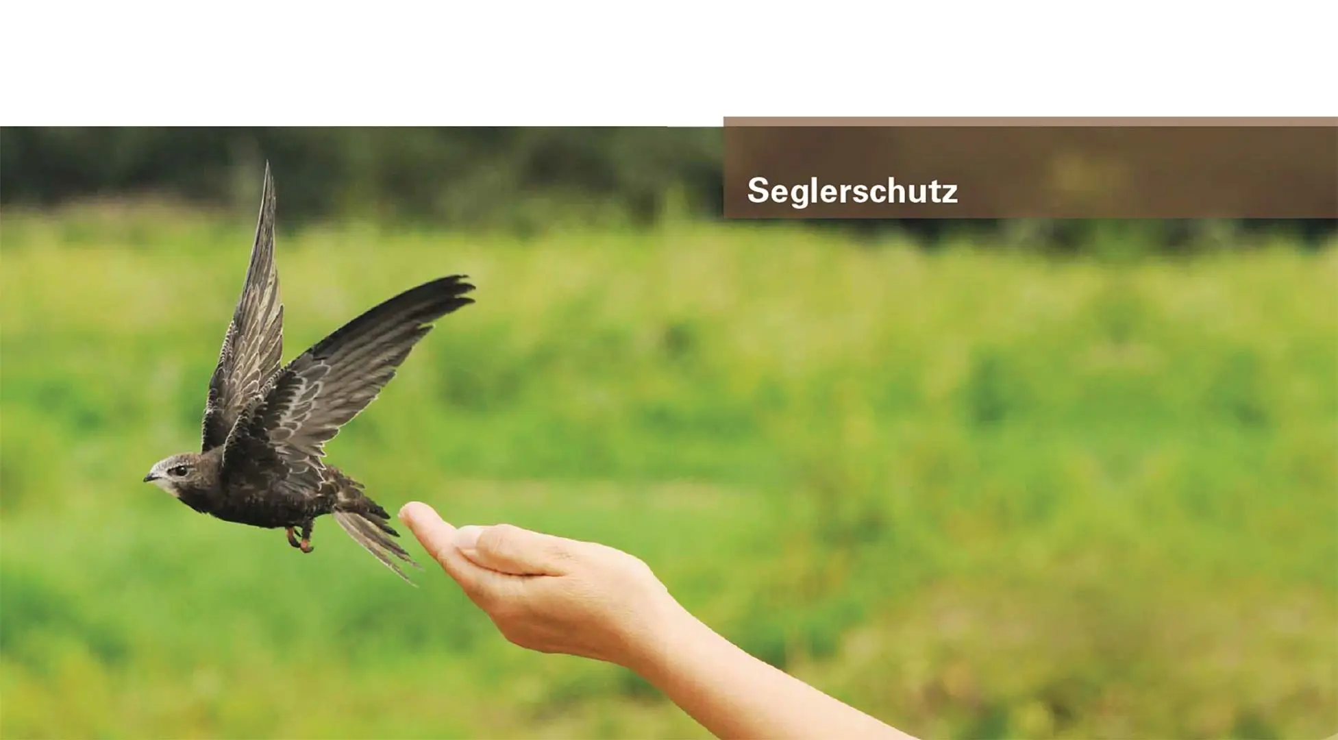 Bild: 9783258084107 | Mauer- und Alpensegler | Flugakrobaten ohne Grenzen | Alfred Engeler