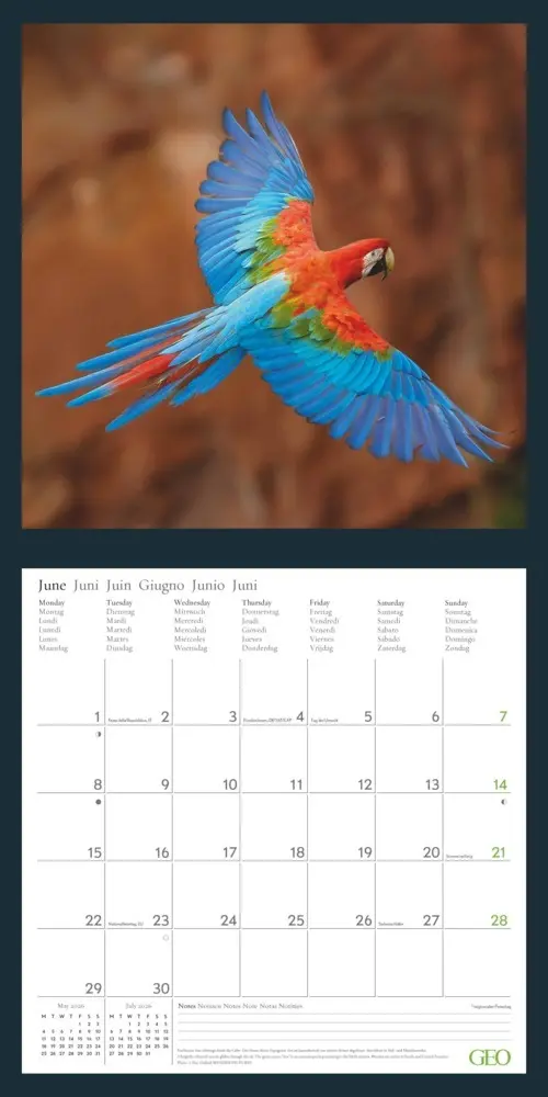 Bild: 4069095004207 | GEO - Amazing Nature 2026 - Wandkalender 30x30 cm (offen 30x60 cm),...