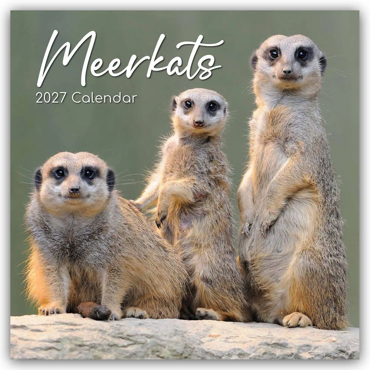 Cover: 9781805974307 | Meerkats - Erdmännchen 2027 - 16-Monatskalender | Ltd | Kalender