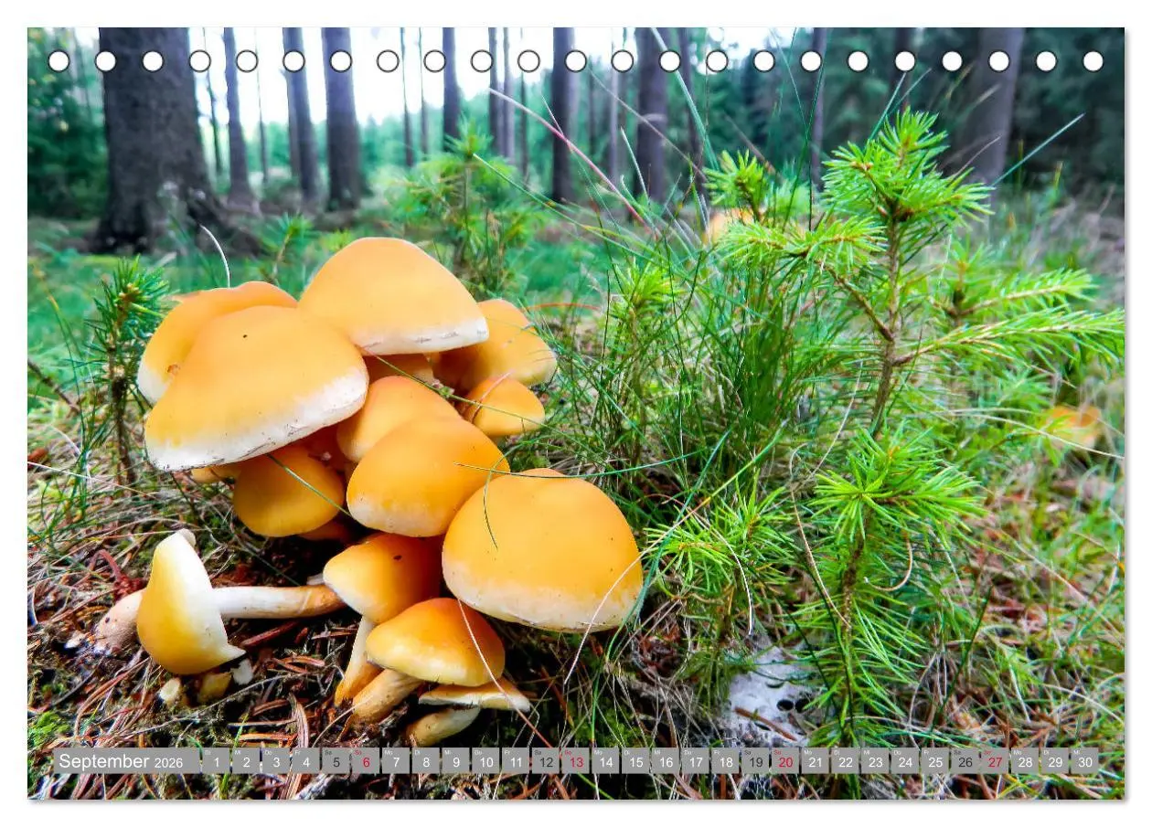 Bild: 9783457814307 | Wandern im Erzgebirge (Tischkalender 2026 DIN A5 quer), CALVENDO...