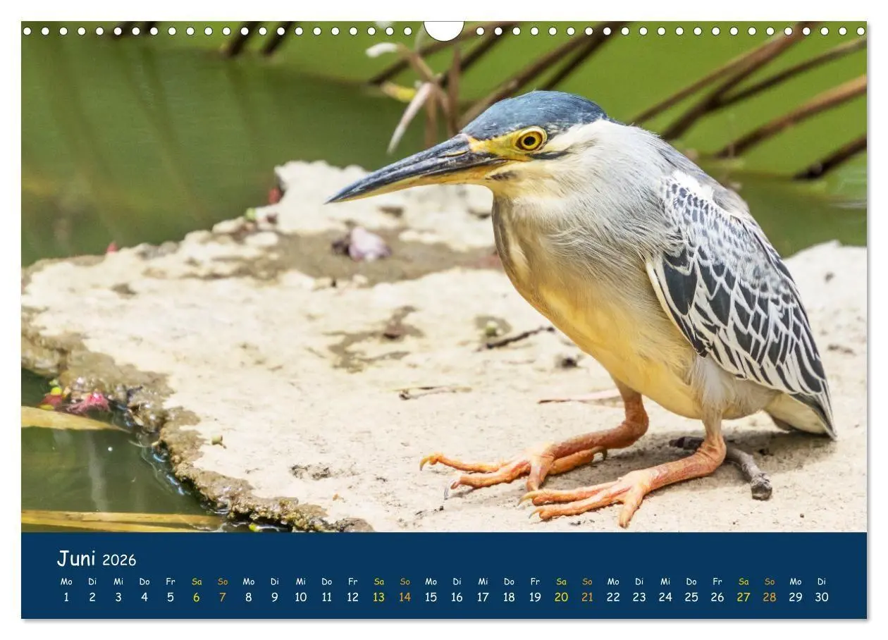 Bild: 9783516694307 | Faszinierende Tierwelt von Mauritius - Magische Momente der Natur...