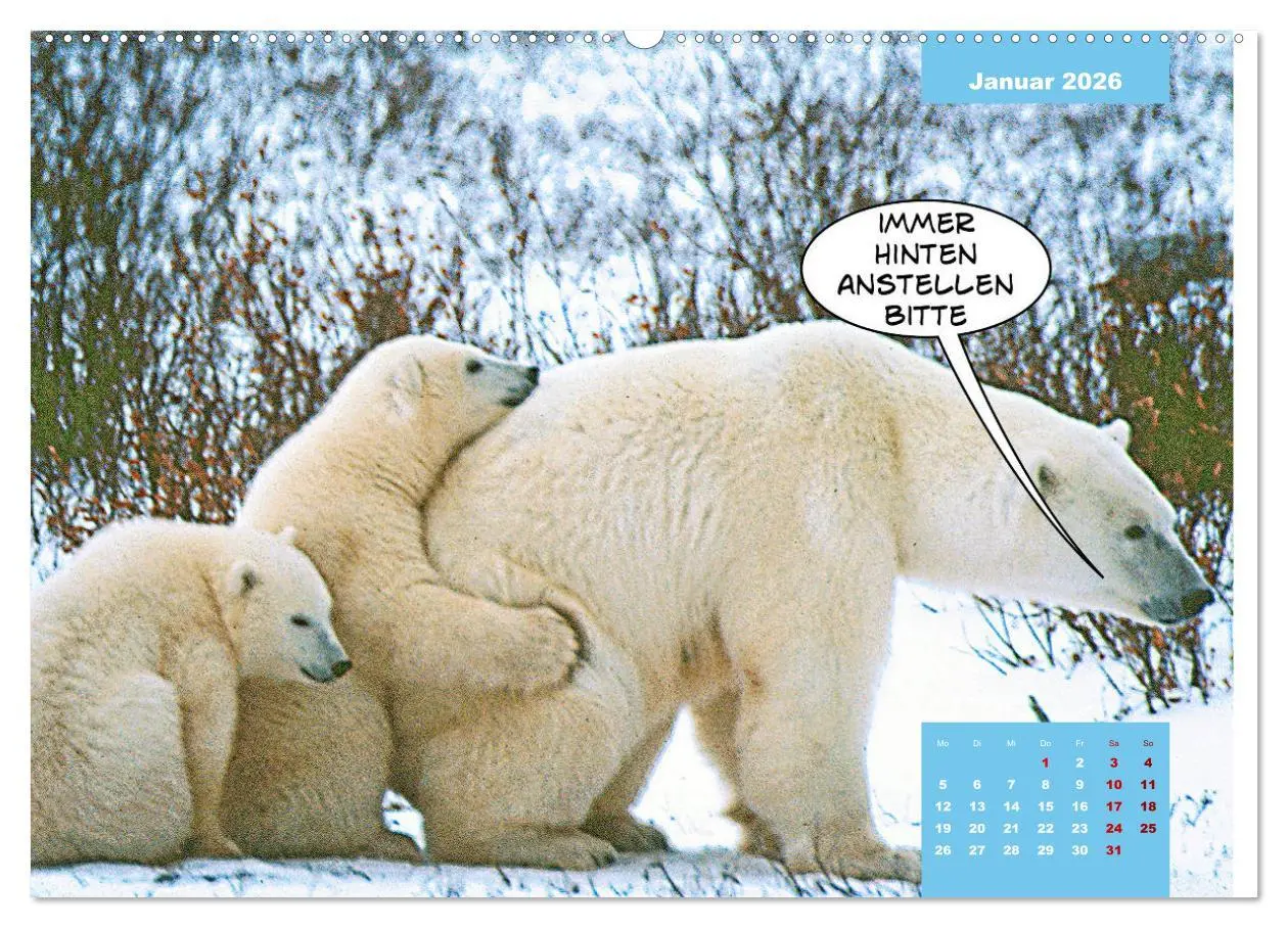 Bild: 9783457714607 | Lustige Eisbären (Wandkalender 2026 DIN A2 quer), CALVENDO...