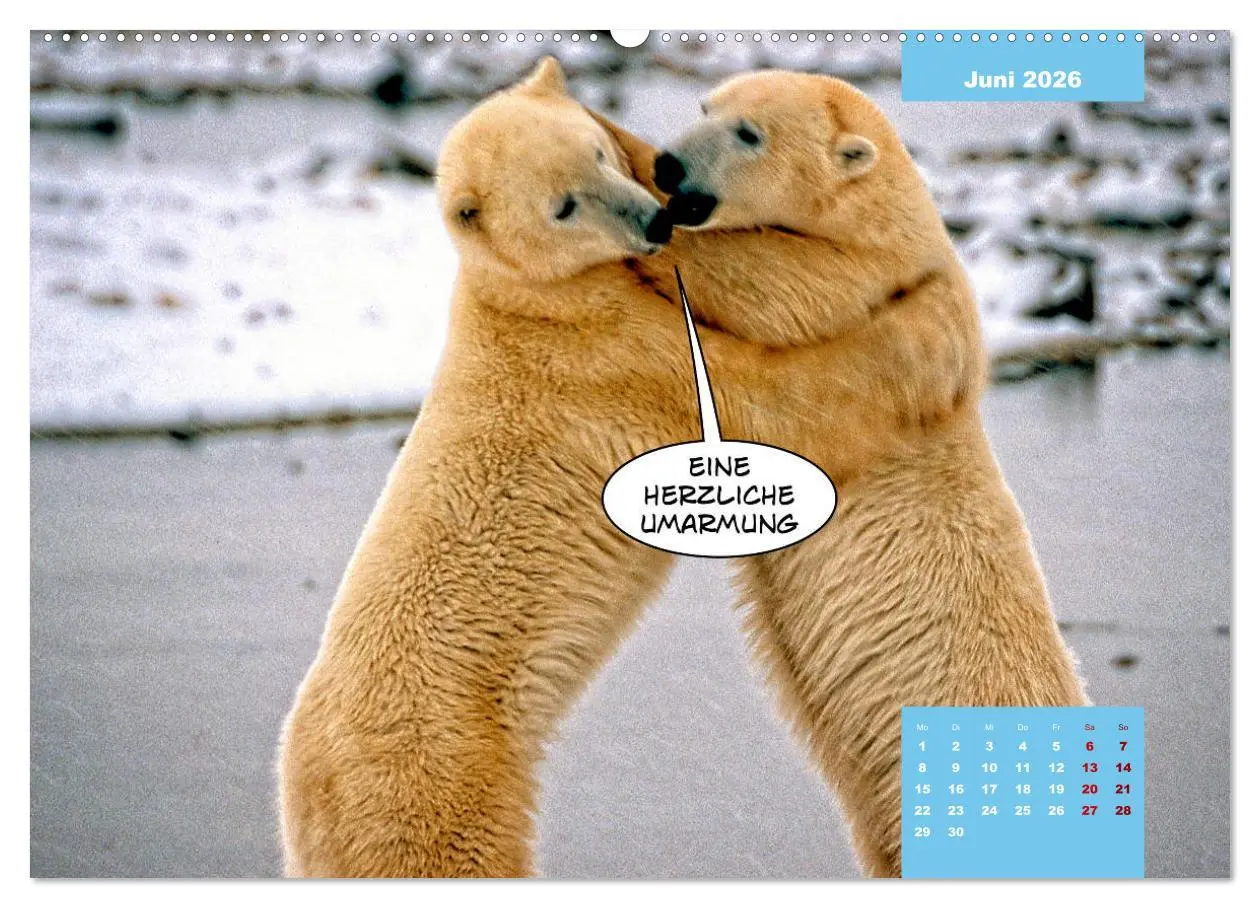 Bild: 9783457714607 | Lustige Eisbären (Wandkalender 2026 DIN A2 quer), CALVENDO...
