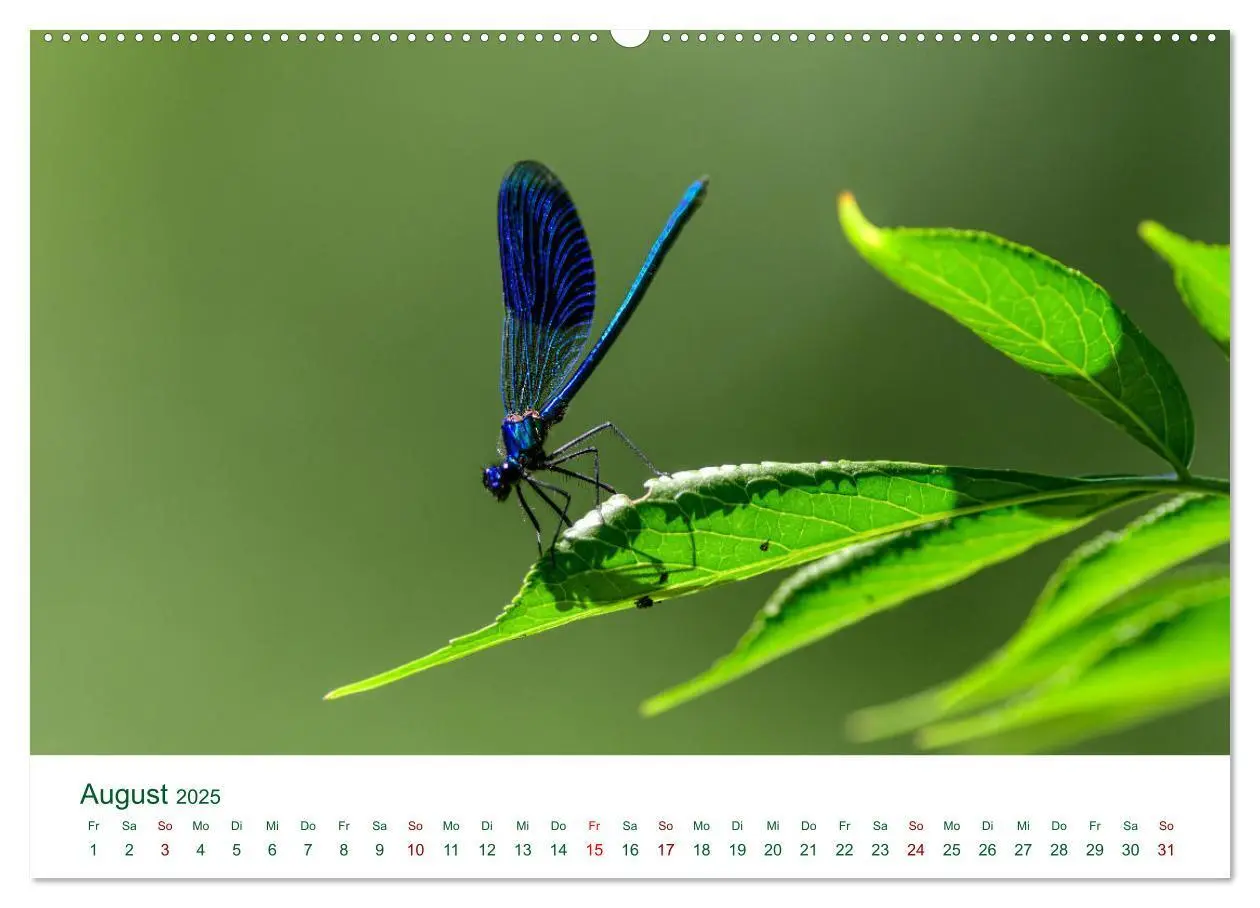 Bild: 9783383994807 | Auwälder bei Enns (Wandkalender 2025 DIN A2 quer), CALVENDO...