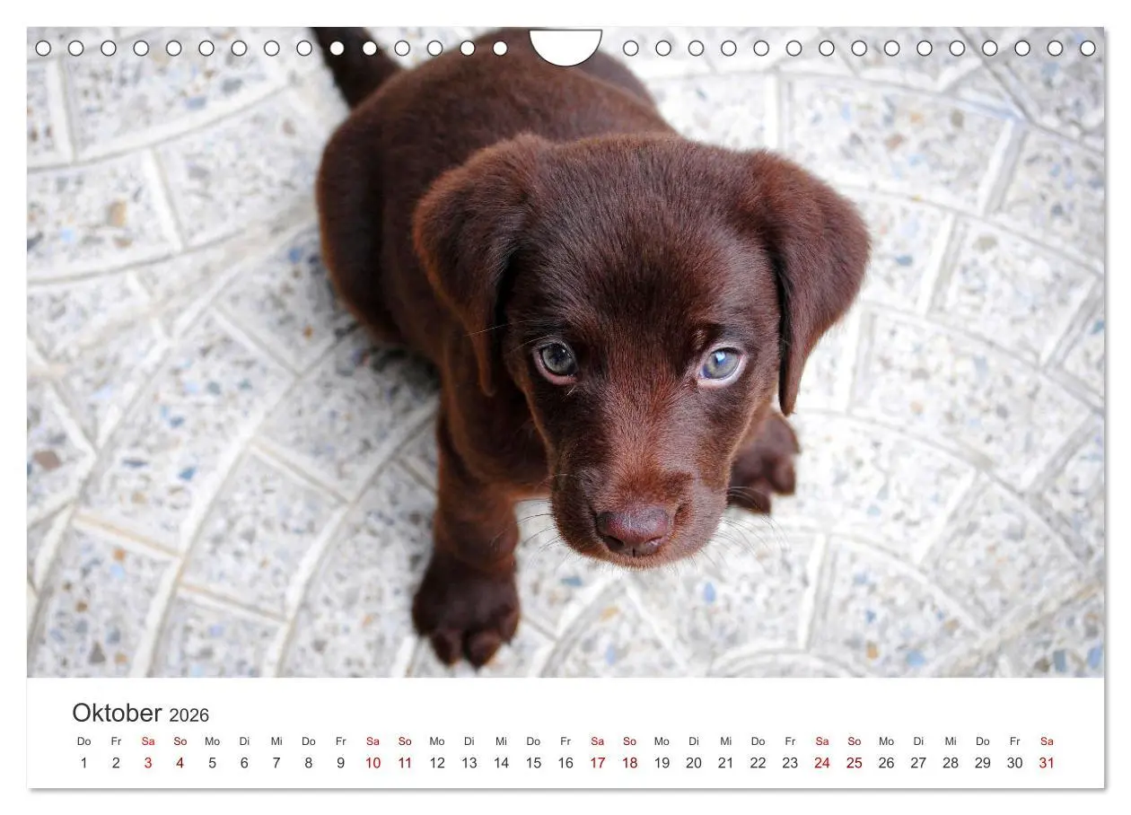 Bild: 9783457554807 | Puppies - Die niedlichsten Vierbeiner der Welt. (Wandkalender 2026...