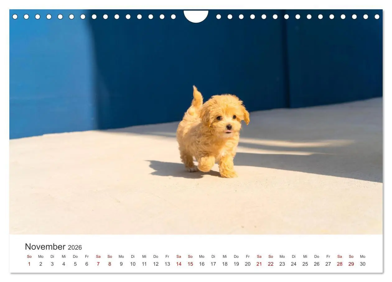 Bild: 9783457554807 | Puppies - Die niedlichsten Vierbeiner der Welt. (Wandkalender 2026...