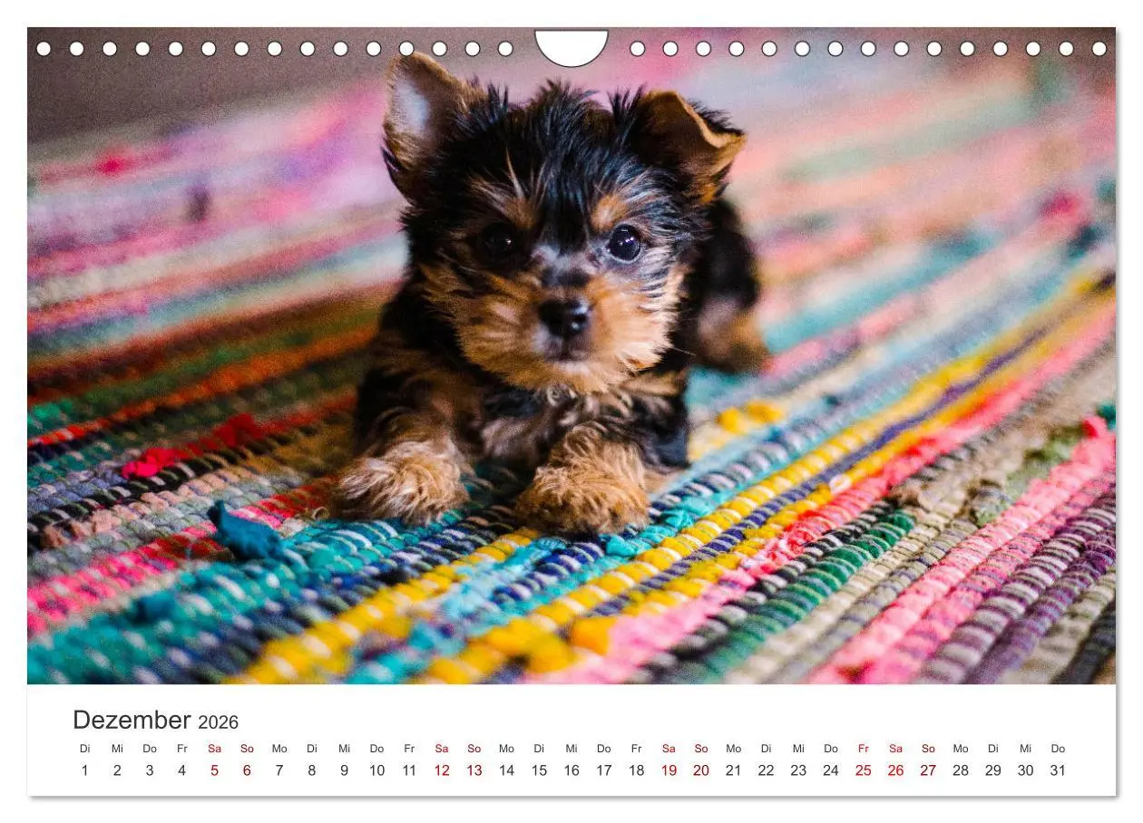 Bild: 9783457554807 | Puppies - Die niedlichsten Vierbeiner der Welt. (Wandkalender 2026...