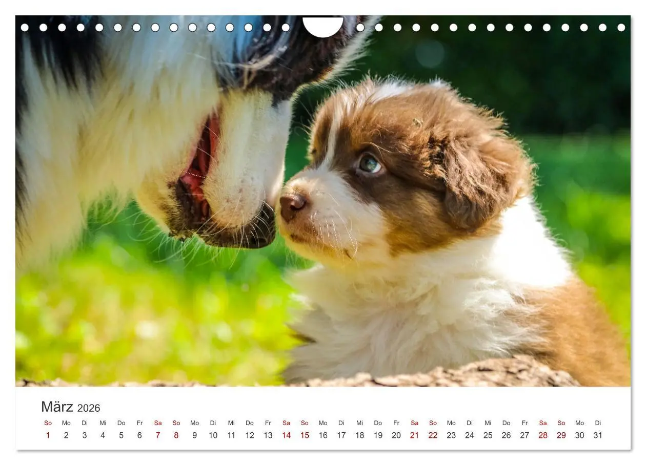 Bild: 9783457554807 | Puppies - Die niedlichsten Vierbeiner der Welt. (Wandkalender 2026...