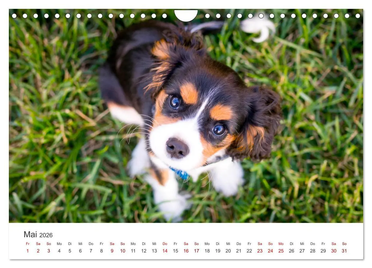 Bild: 9783457554807 | Puppies - Die niedlichsten Vierbeiner der Welt. (Wandkalender 2026...