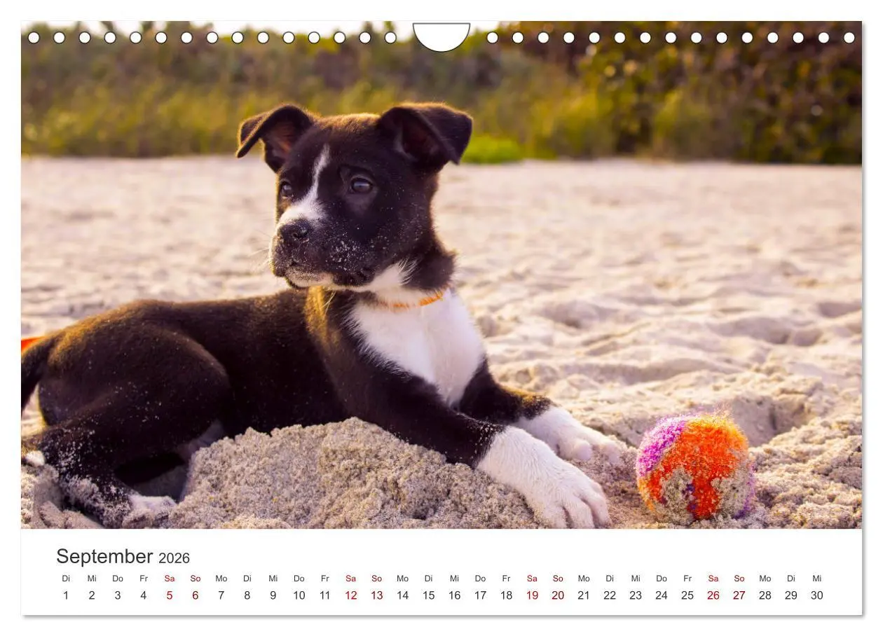 Bild: 9783457554807 | Puppies - Die niedlichsten Vierbeiner der Welt. (Wandkalender 2026...