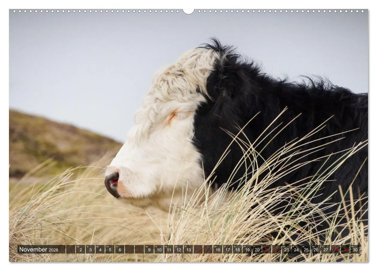 Bild: 9783457624807 | Ferien in Holland (Wandkalender 2026 DIN A2 quer), CALVENDO...