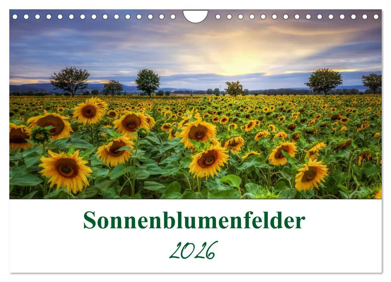 Cover: 9783457784907 | Sonnenblumenfelder (Wandkalender 2026 DIN A4 quer), CALVENDO...