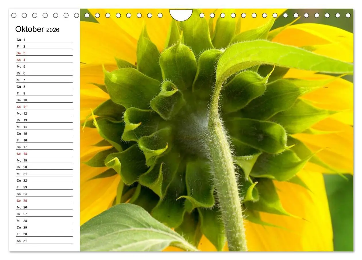 Bild: 9783457784907 | Sonnenblumenfelder (Wandkalender 2026 DIN A4 quer), CALVENDO...