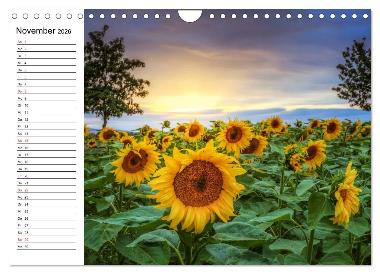 Bild: 9783457784907 | Sonnenblumenfelder (Wandkalender 2026 DIN A4 quer), CALVENDO...