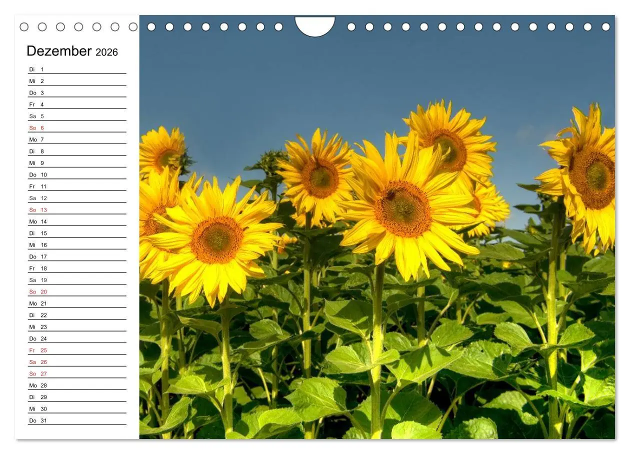 Bild: 9783457784907 | Sonnenblumenfelder (Wandkalender 2026 DIN A4 quer), CALVENDO...