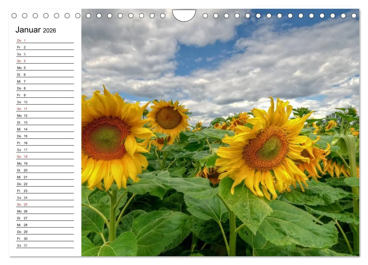 Bild: 9783457784907 | Sonnenblumenfelder (Wandkalender 2026 DIN A4 quer), CALVENDO...