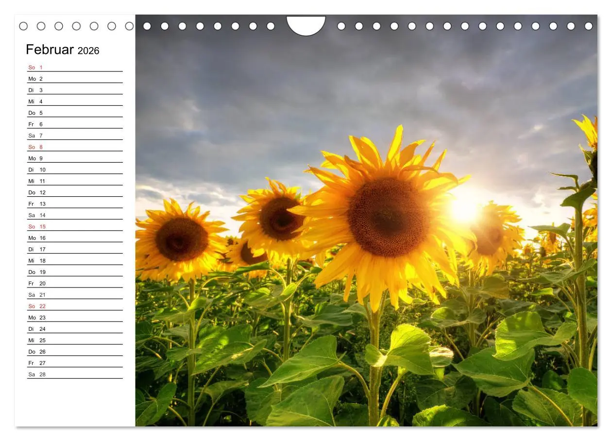 Bild: 9783457784907 | Sonnenblumenfelder (Wandkalender 2026 DIN A4 quer), CALVENDO...