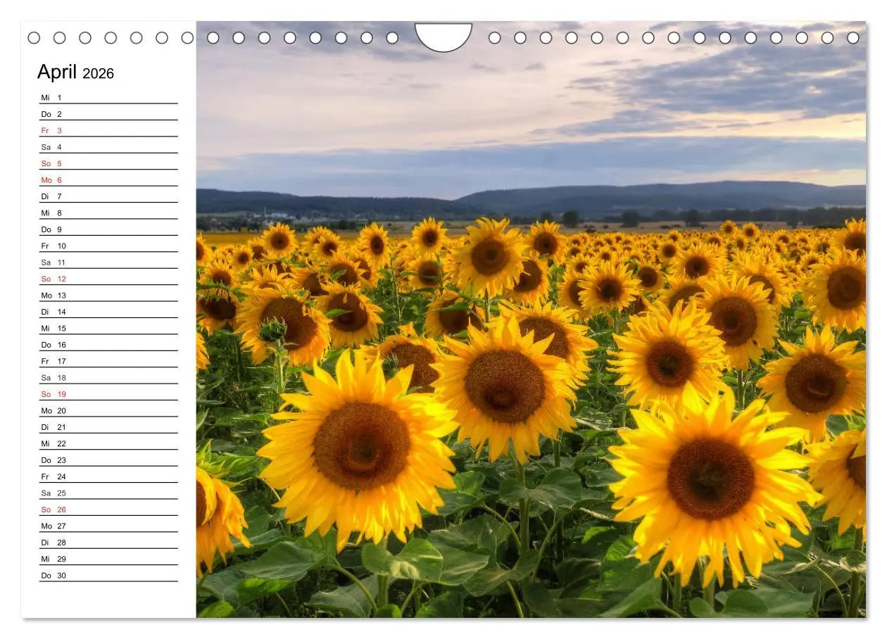 Bild: 9783457784907 | Sonnenblumenfelder (Wandkalender 2026 DIN A4 quer), CALVENDO...