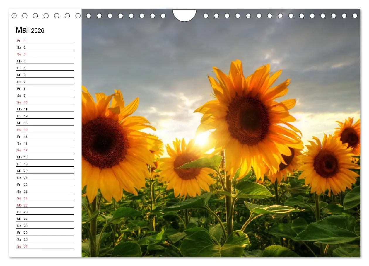 Bild: 9783457784907 | Sonnenblumenfelder (Wandkalender 2026 DIN A4 quer), CALVENDO...