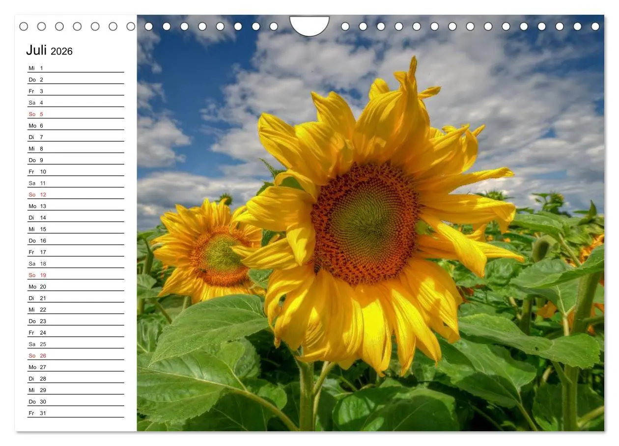 Bild: 9783457784907 | Sonnenblumenfelder (Wandkalender 2026 DIN A4 quer), CALVENDO...