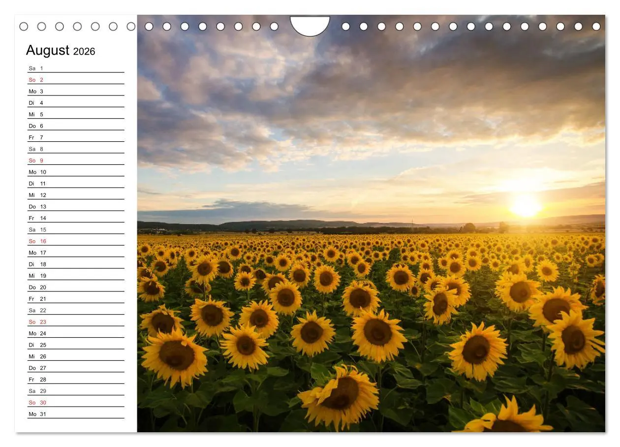 Bild: 9783457784907 | Sonnenblumenfelder (Wandkalender 2026 DIN A4 quer), CALVENDO...