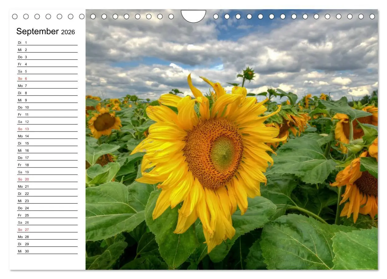Bild: 9783457784907 | Sonnenblumenfelder (Wandkalender 2026 DIN A4 quer), CALVENDO...