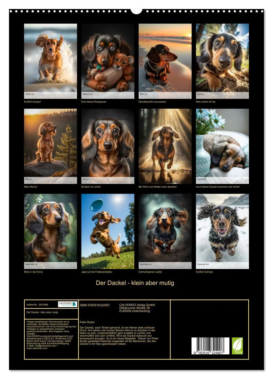 Bild: 9783516324907 | Der Dackel - klein aber mutig (hochwertiger Premium Wandkalender...