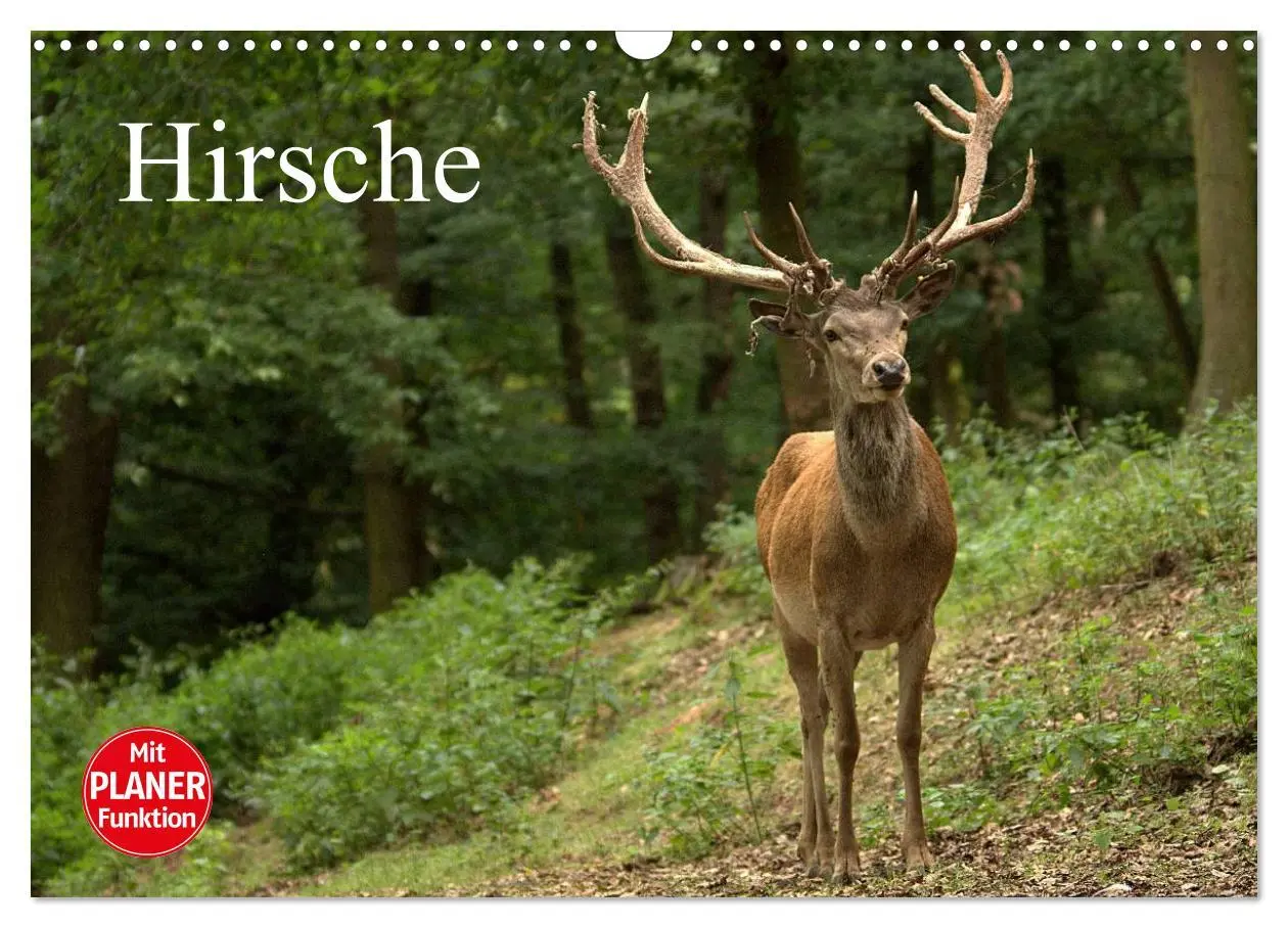 Cover: 9783457985007 | Hirsche (Wandkalender 2026 DIN A3 quer), CALVENDO Monatskalender
