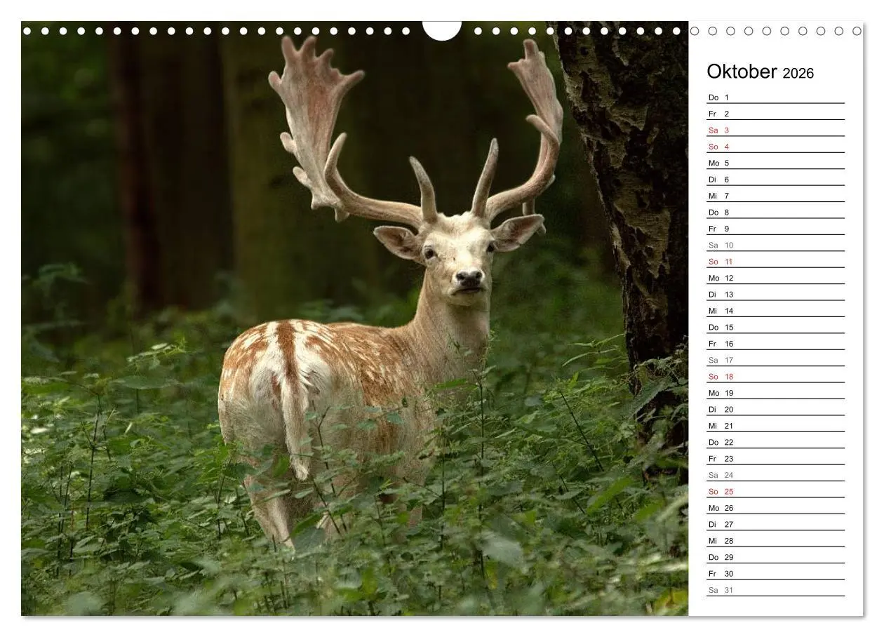 Bild: 9783457985007 | Hirsche (Wandkalender 2026 DIN A3 quer), CALVENDO Monatskalender