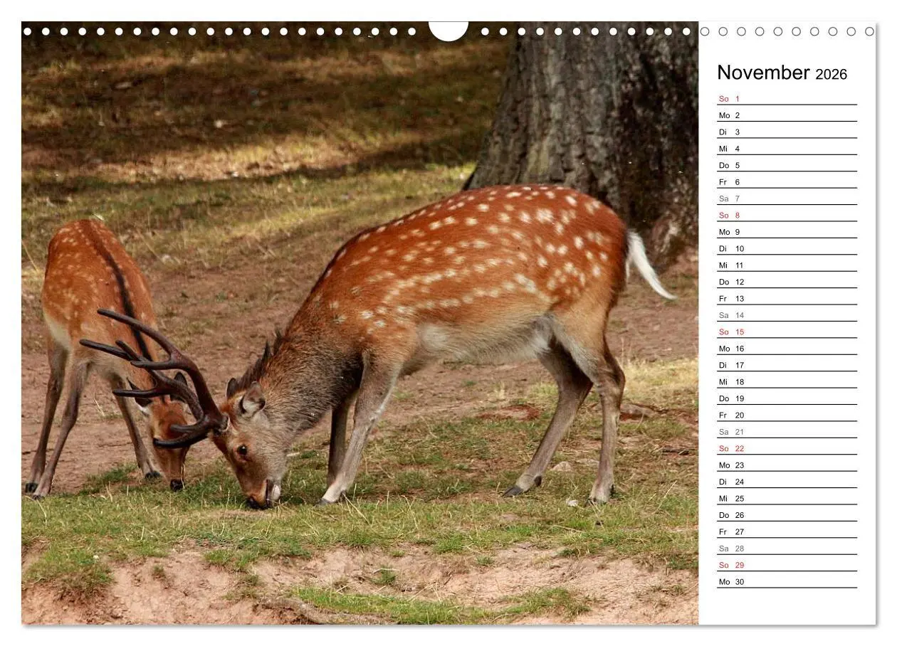 Bild: 9783457985007 | Hirsche (Wandkalender 2026 DIN A3 quer), CALVENDO Monatskalender