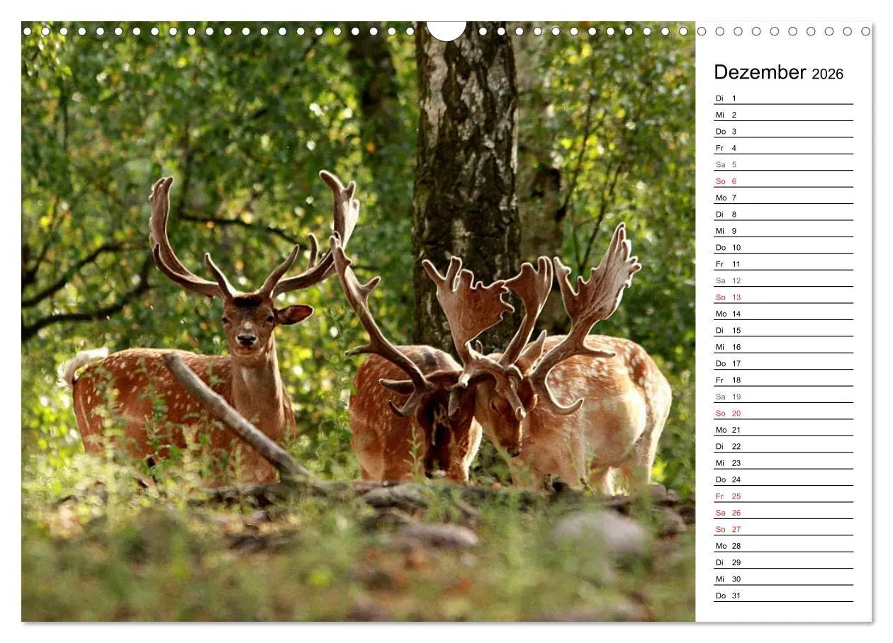 Bild: 9783457985007 | Hirsche (Wandkalender 2026 DIN A3 quer), CALVENDO Monatskalender