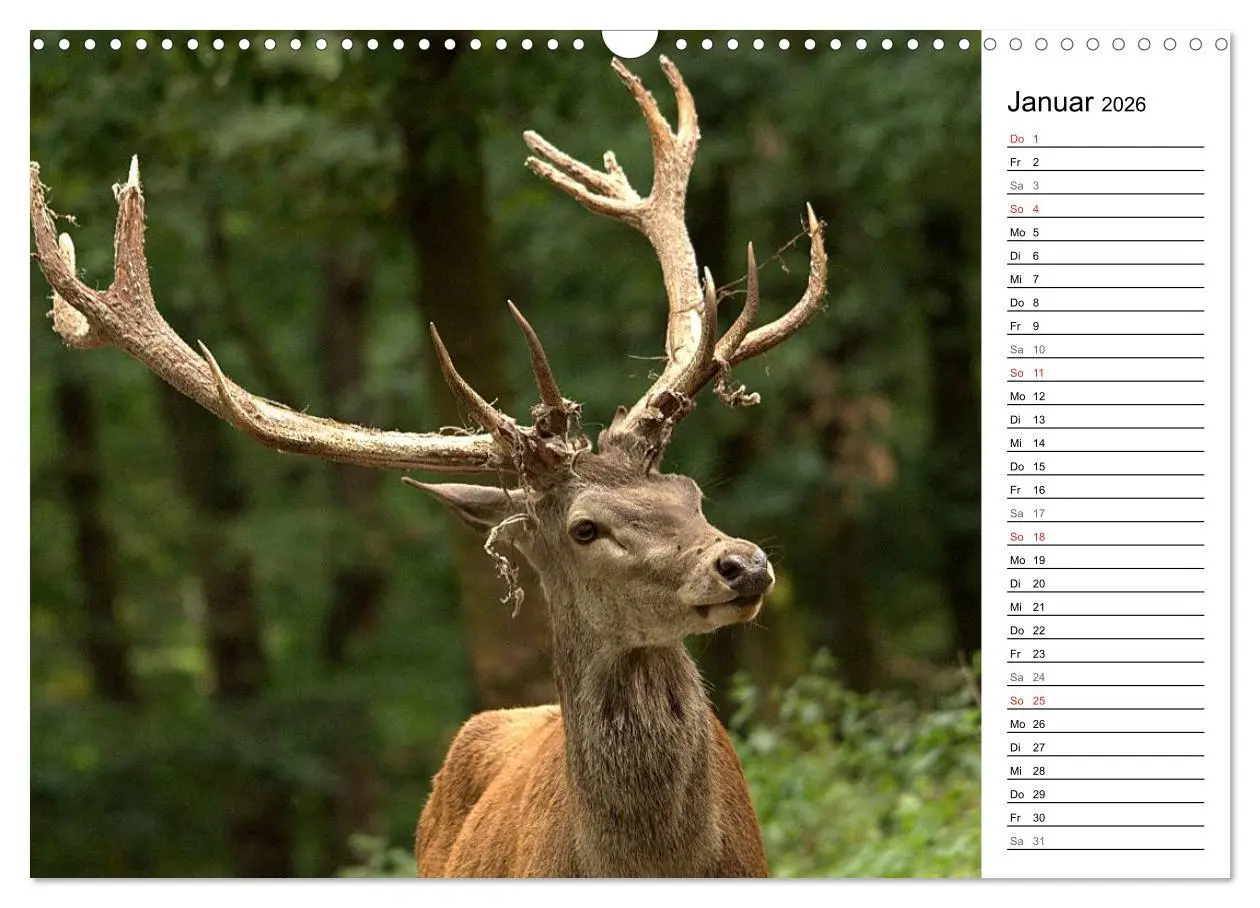 Bild: 9783457985007 | Hirsche (Wandkalender 2026 DIN A3 quer), CALVENDO Monatskalender