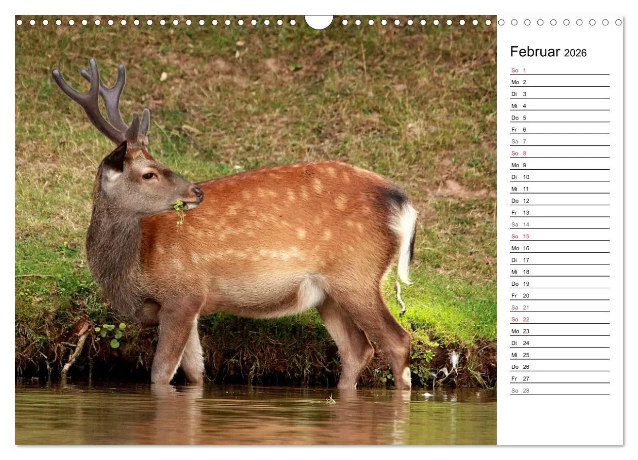Bild: 9783457985007 | Hirsche (Wandkalender 2026 DIN A3 quer), CALVENDO Monatskalender