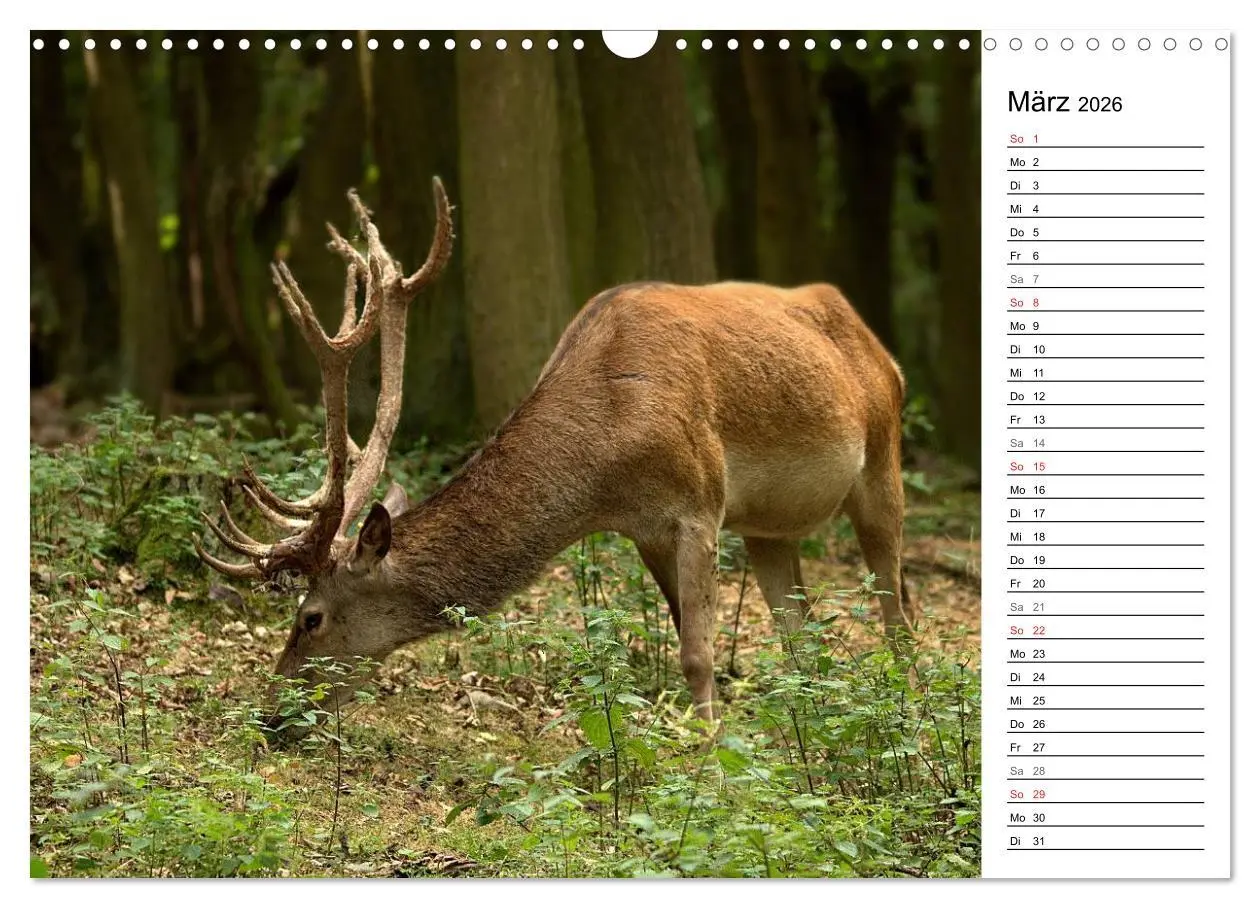Bild: 9783457985007 | Hirsche (Wandkalender 2026 DIN A3 quer), CALVENDO Monatskalender