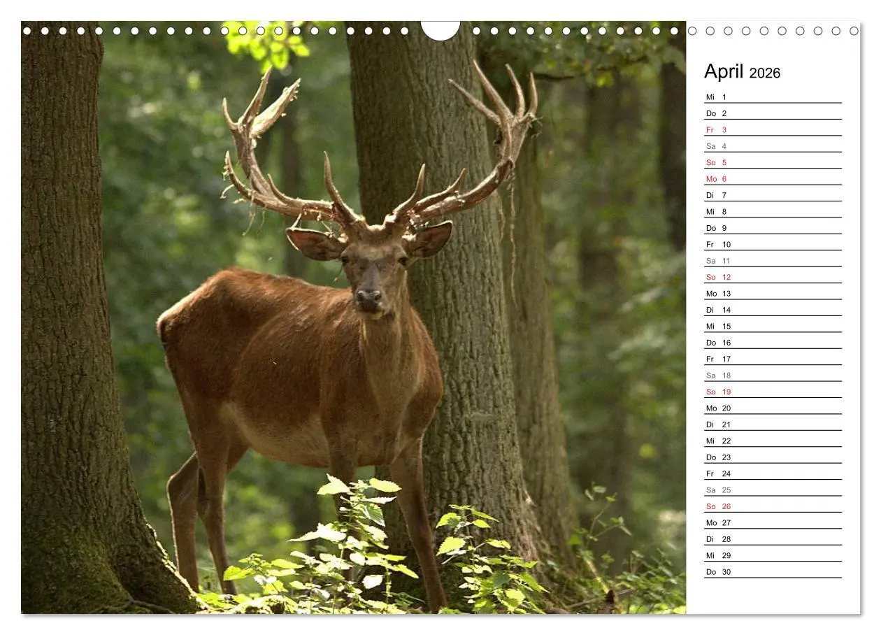 Bild: 9783457985007 | Hirsche (Wandkalender 2026 DIN A3 quer), CALVENDO Monatskalender