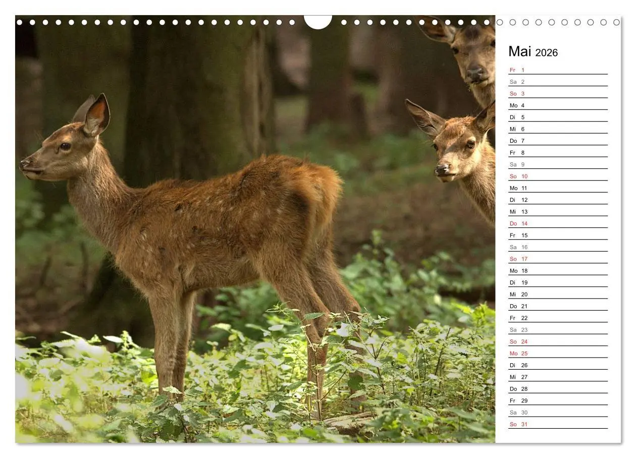 Bild: 9783457985007 | Hirsche (Wandkalender 2026 DIN A3 quer), CALVENDO Monatskalender