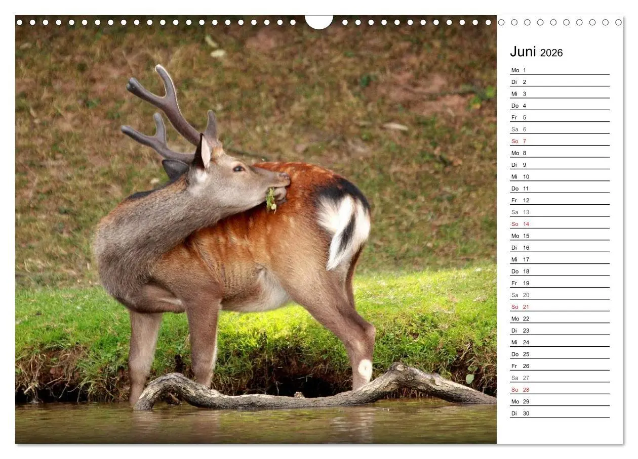Bild: 9783457985007 | Hirsche (Wandkalender 2026 DIN A3 quer), CALVENDO Monatskalender