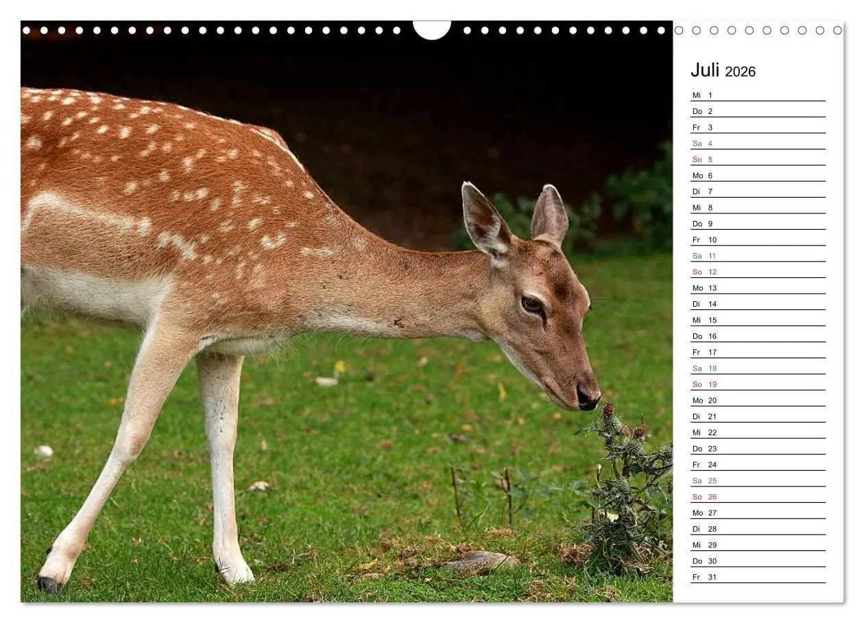 Bild: 9783457985007 | Hirsche (Wandkalender 2026 DIN A3 quer), CALVENDO Monatskalender