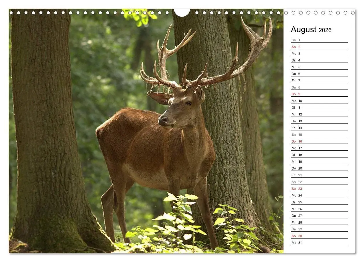 Bild: 9783457985007 | Hirsche (Wandkalender 2026 DIN A3 quer), CALVENDO Monatskalender