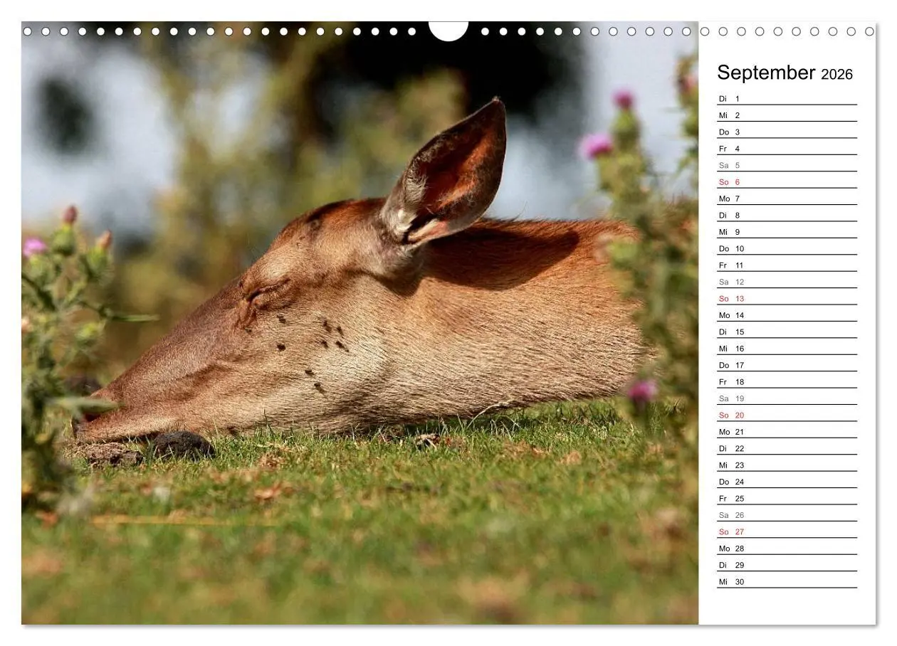 Bild: 9783457985007 | Hirsche (Wandkalender 2026 DIN A3 quer), CALVENDO Monatskalender