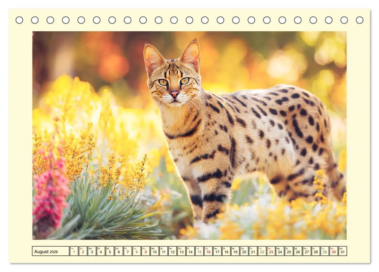 Bild: 9783516215007 | Savannah Katzen. Exotische Wildschönheiten im Naturgarten...