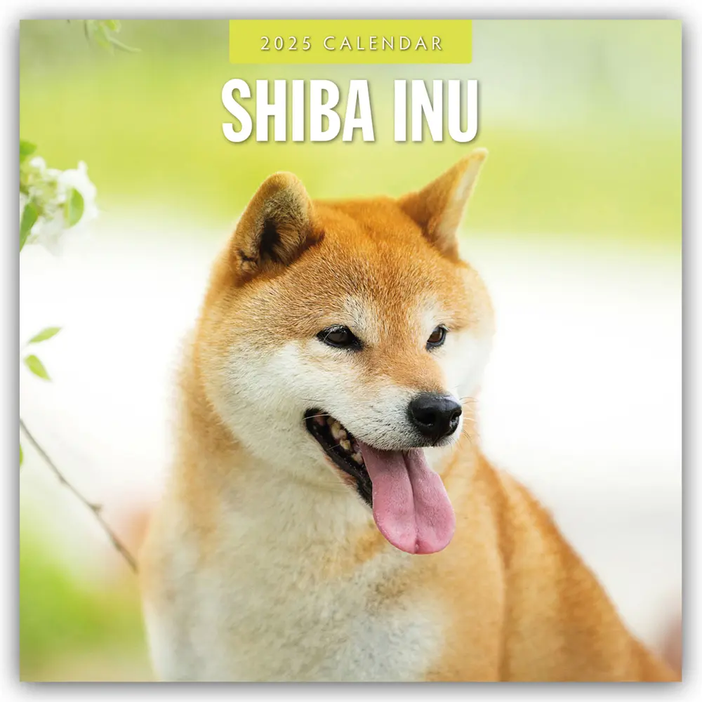Cover: 9781804425107 | Shiba Inu 2025 Square Wall Calendar | Red Robin | Taschenbuch | 14 S.
