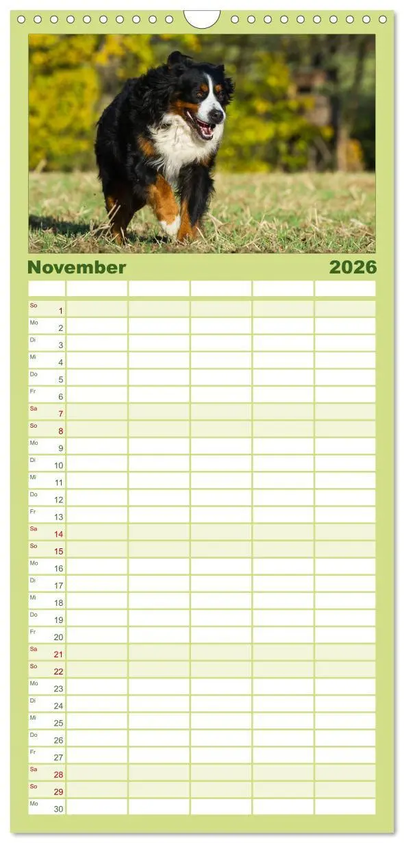 Bild: 9783516515107 | Familienplaner 2026 - Treuer Freund Berner Sennenhund mit 5 Spalten...