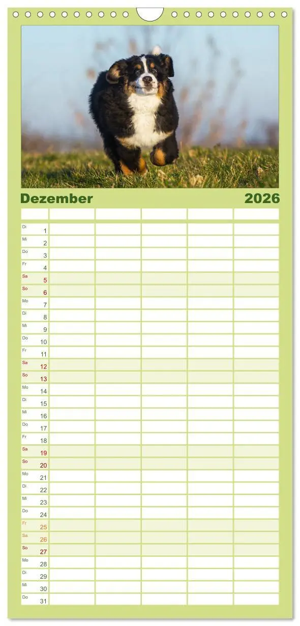 Bild: 9783516515107 | Familienplaner 2026 - Treuer Freund Berner Sennenhund mit 5 Spalten...
