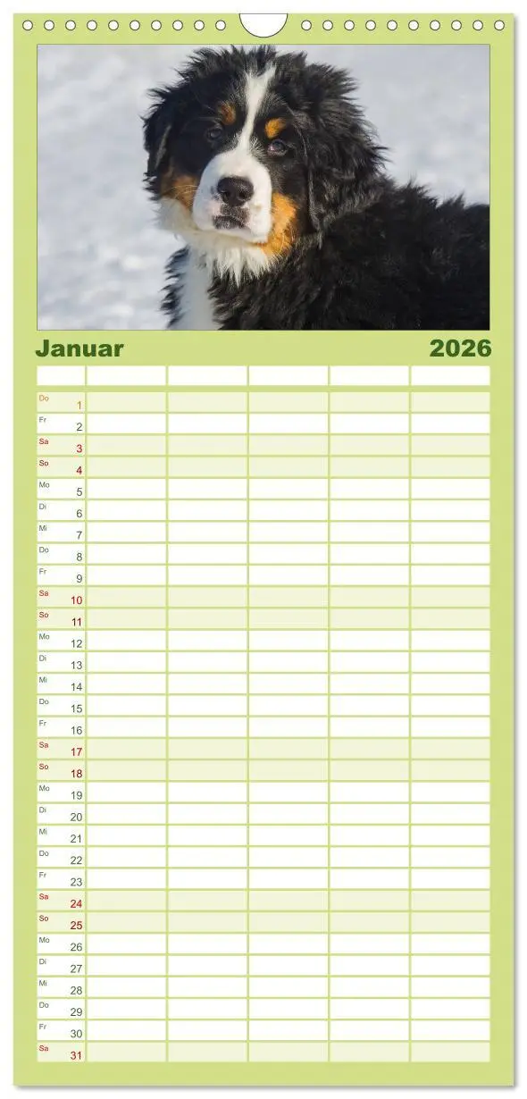Bild: 9783516515107 | Familienplaner 2026 - Treuer Freund Berner Sennenhund mit 5 Spalten...