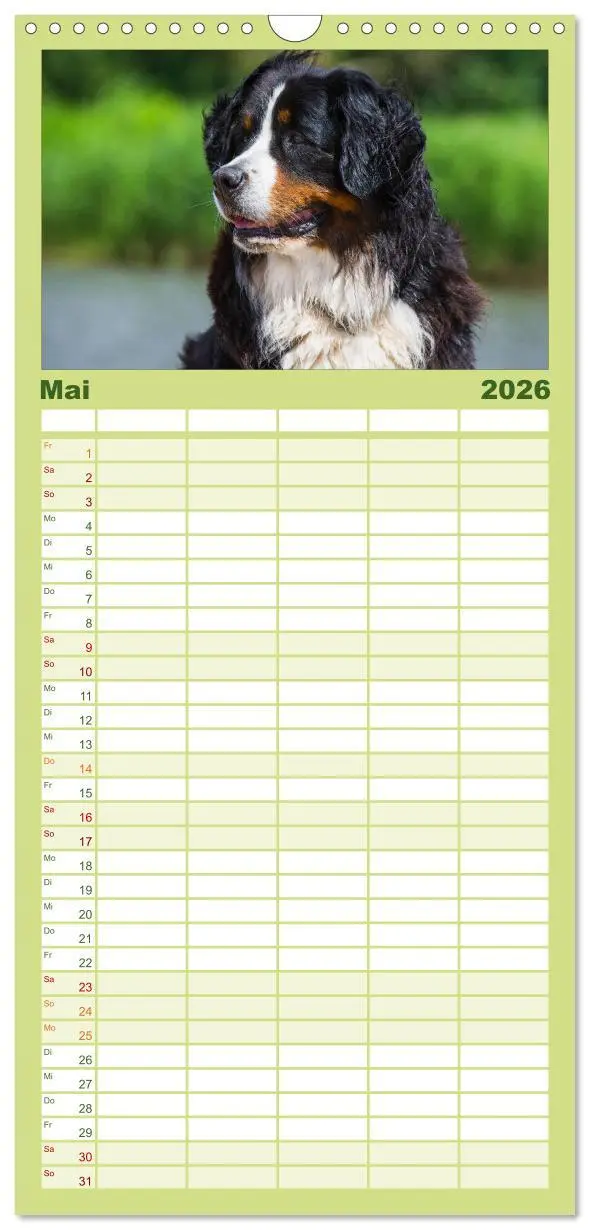 Bild: 9783516515107 | Familienplaner 2026 - Treuer Freund Berner Sennenhund mit 5 Spalten...