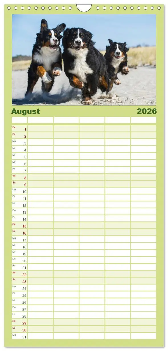 Bild: 9783516515107 | Familienplaner 2026 - Treuer Freund Berner Sennenhund mit 5 Spalten...