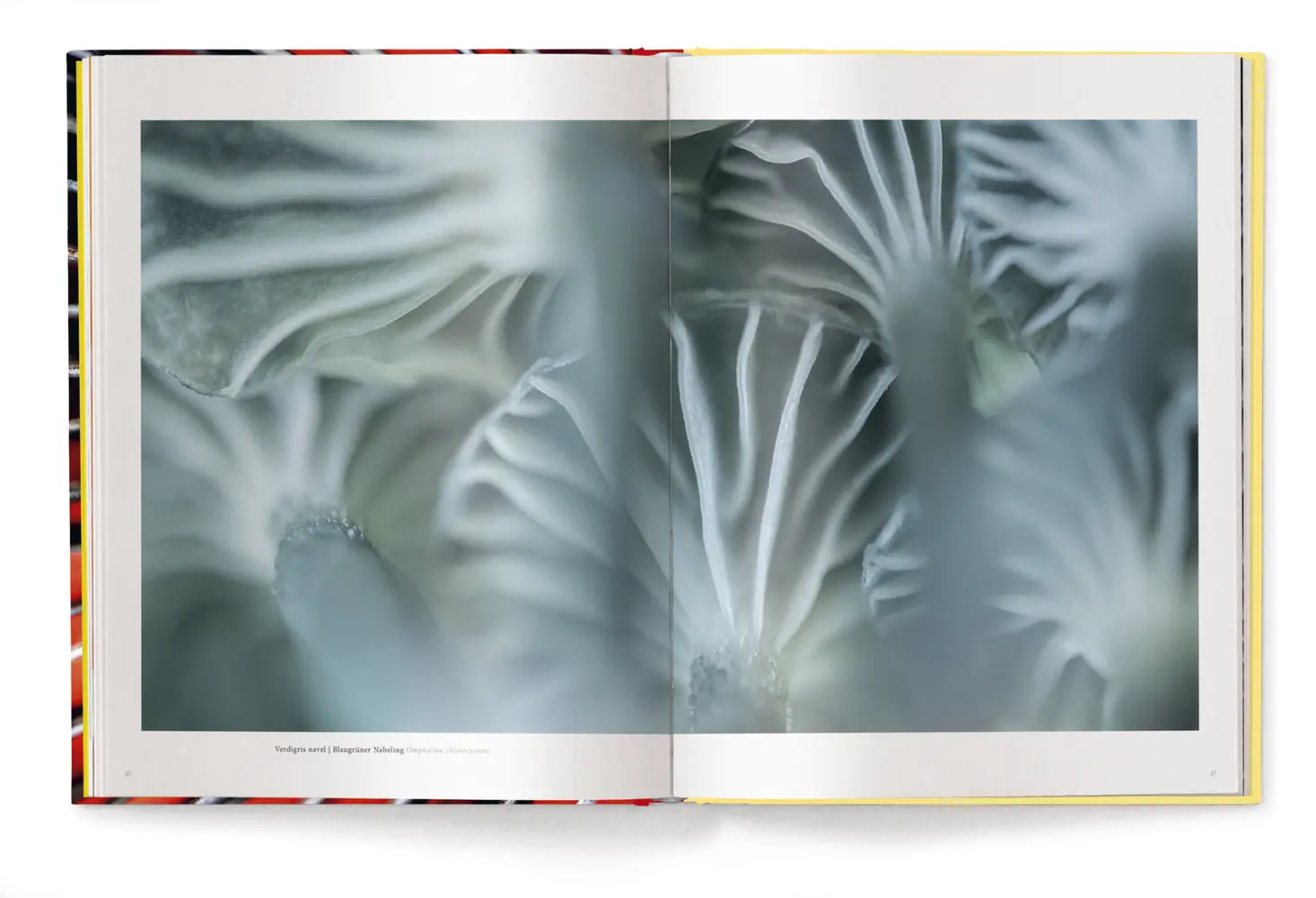 Bild: 9783961715107 | Wonderland | Die geheimnisvolle Welt der Pilze | Jan Vermeer | Buch
