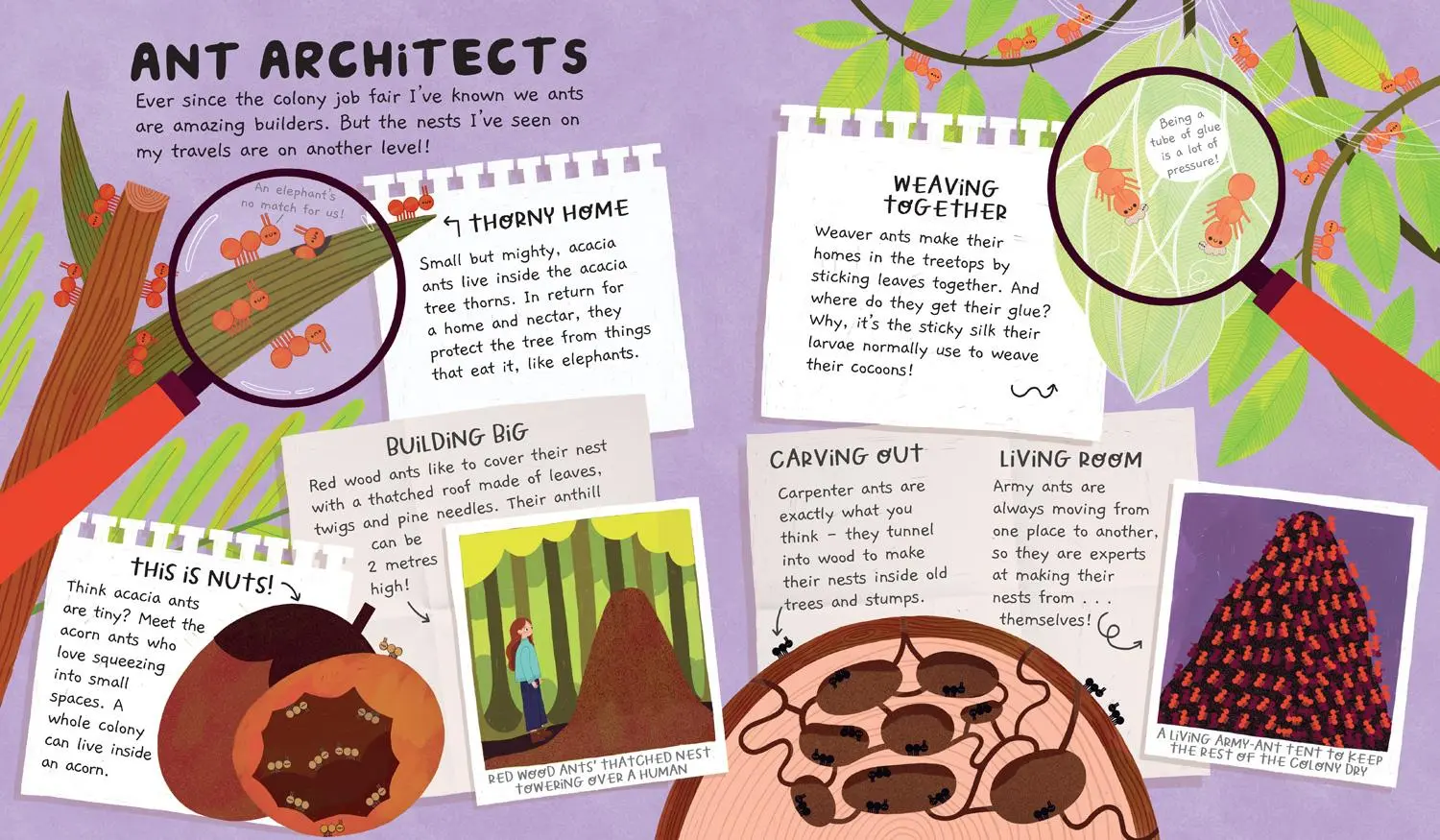 Bild: 9781915395207 | Misunderstood Minibeasts (2) - Ant Life | Moesha Kellaway | Buch